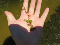 Potamogeton diversifolius