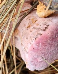 Rhodofomes cajanderi