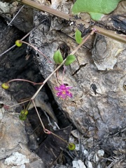 Cyphomeris gypsophiloides