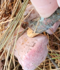 Rhodofomes cajanderi