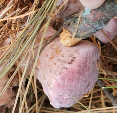 Rhodofomes cajanderi