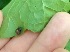 Wagneriana