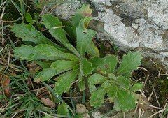 Micranthes petiolaris