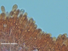 Pluteus tomentosulus