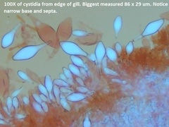 Pluteus tomentosulus