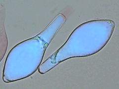 Pluteus tomentosulus