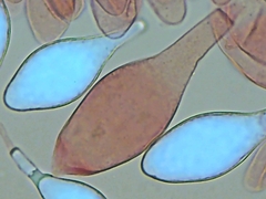 Pluteus tomentosulus