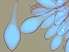 Pluteus tomentosulus