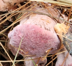 Rhodofomes cajanderi