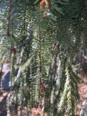 Picea breweriana