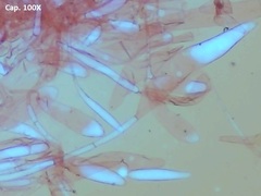 Pluteus tomentosulus