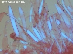 Pluteus tomentosulus