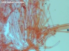 Pluteus tomentosulus