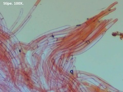 Pluteus tomentosulus