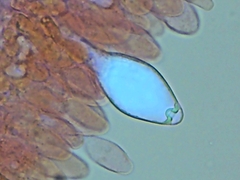 Pluteus tomentosulus