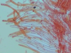 Pluteus tomentosulus