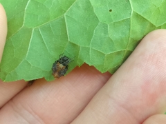 Wagneriana