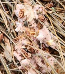 Rhodofomes cajanderi