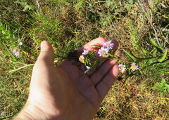 Eurybia hemispherica