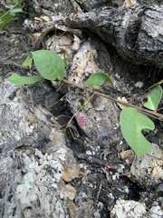 Cyphomeris gypsophiloides