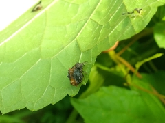 Wagneriana