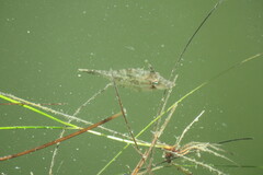 Monacanthus ciliatus