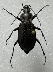 Carabus granulatus