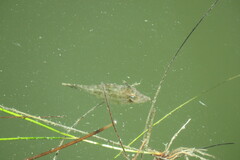 Monacanthus ciliatus