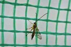 Xanthopimpla rhopaloceros