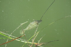 Monacanthus ciliatus