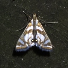 Chrysendeton medicinalis