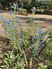 Cynoglossum amabile