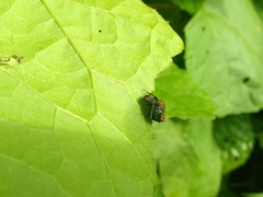 Wagneriana