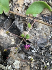 Cyphomeris gypsophiloides