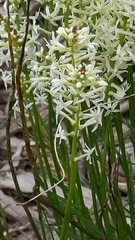 Stackhousia