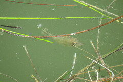 Monacanthus ciliatus