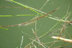 Monacanthus ciliatus