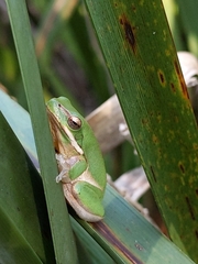 Litoria fallax
