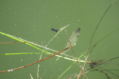 Monacanthus ciliatus