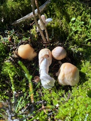 Cortinarius caperatus