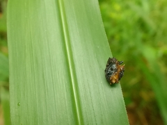Wagneriana