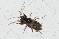 Pseudopamera
