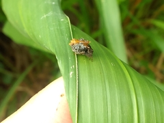 Wagneriana