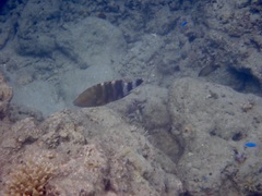 Cheilinus trilobatus