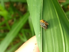 Wagneriana