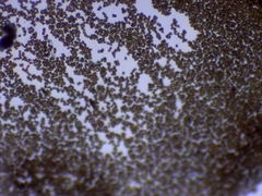 Gymnopilus luteus