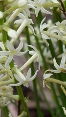 Stackhousia
