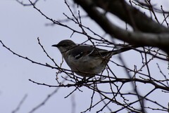 Mimus polyglottos polyglottos