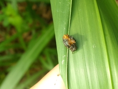 Wagneriana