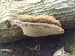Ganoderma brownii